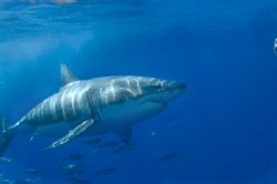 Great white drive by. Guadalupe Island by Andy Lerner 